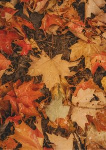 Cartel Fiesta de Otoño 5